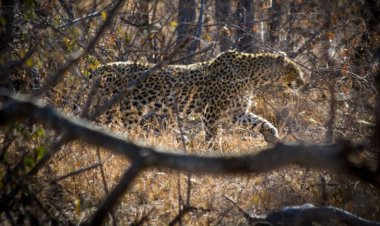 Enjoy the serenity of the African bush- Zimbabwe