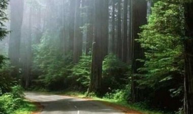 Chirinda Forest and the big tree