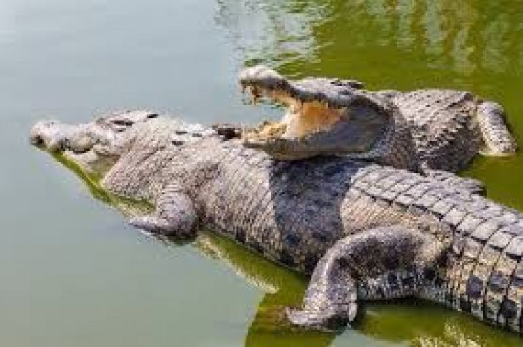 Crocodiles farming in Kariba