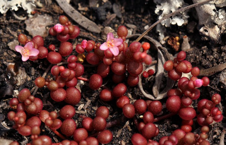 Vegetation ; Zimbabwe’s rare jewels