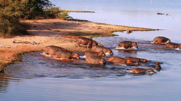 A sneak peek into Zimbabwe's most esteemed fish hub, Lake Kariba