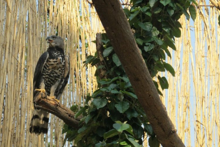 A date with the birds at Kuimba Shiri Bird Sanctuary, Zimbabwe