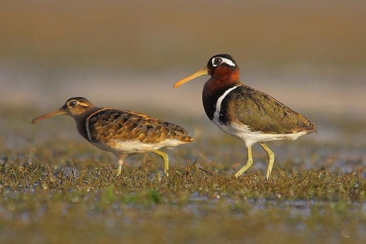 Popular Birds in Zimbabwe