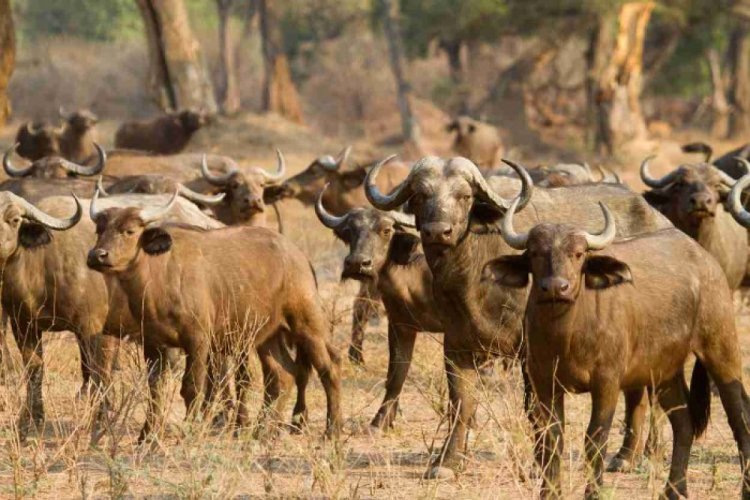 Exploring the wilderness at Kazuma Pan National Park, Zimbabwe