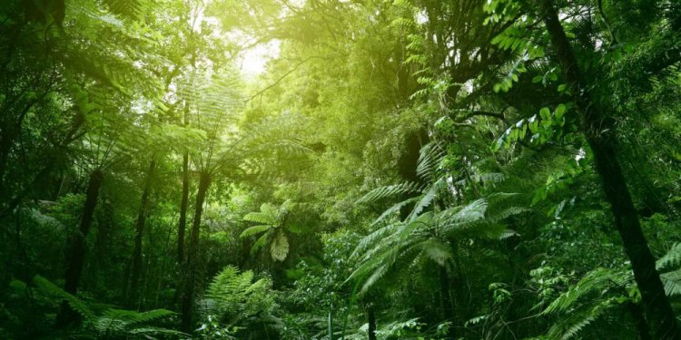 Serenity at its best in Bunga Forest, Zimbabwe