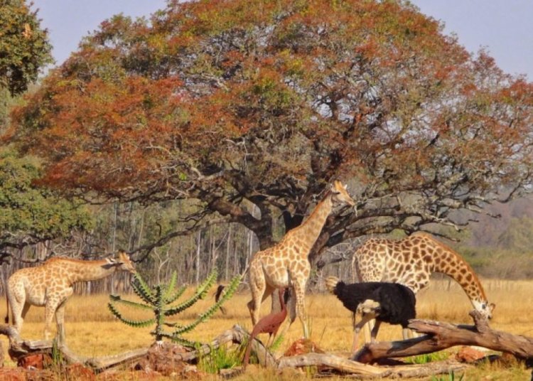 Mukuvisi Woodlands, a destination of tranqulity in Zimbabwe