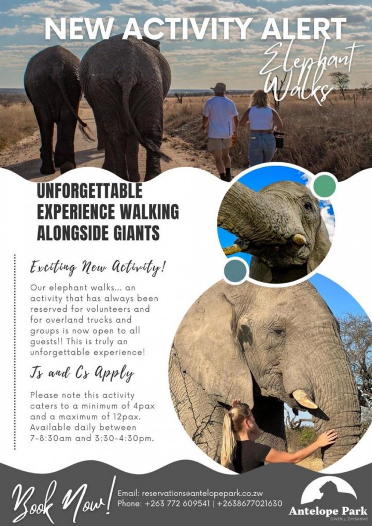 Unforgettable experience in Zimbabwe- Walking alongside giants (Elephant Walks)