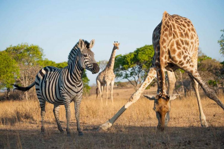 Explore the wild at Imire Game Park, Zimbabwe