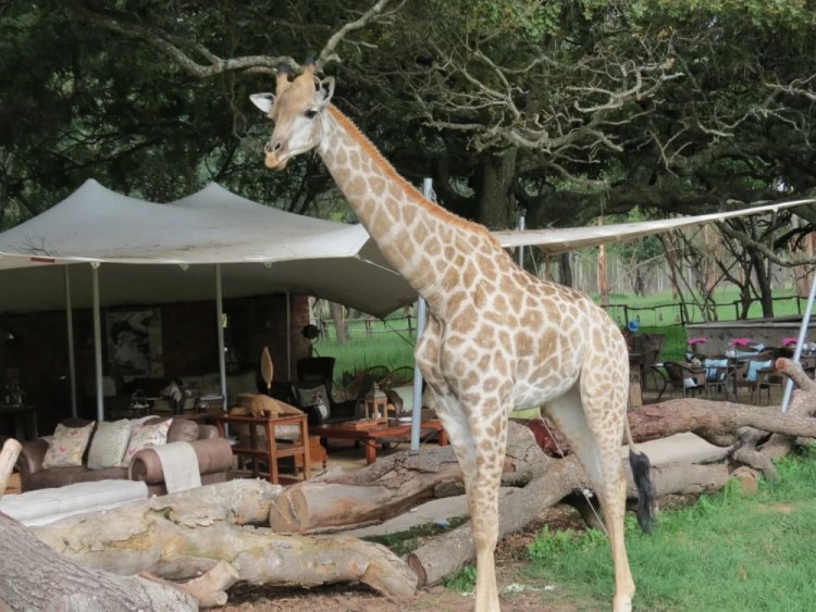 A peek into the adventure filled Umfurudzi Game Park, Zimbabwe