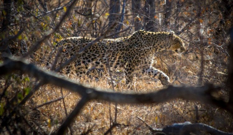 Enjoy the serenity of the African bush- Zimbabwe