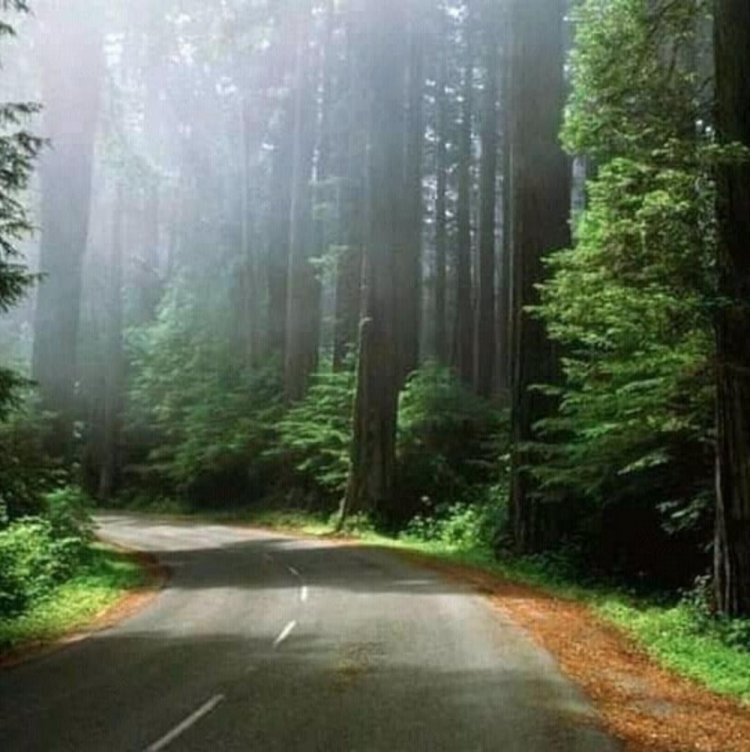 Chirinda Forest and the big tree