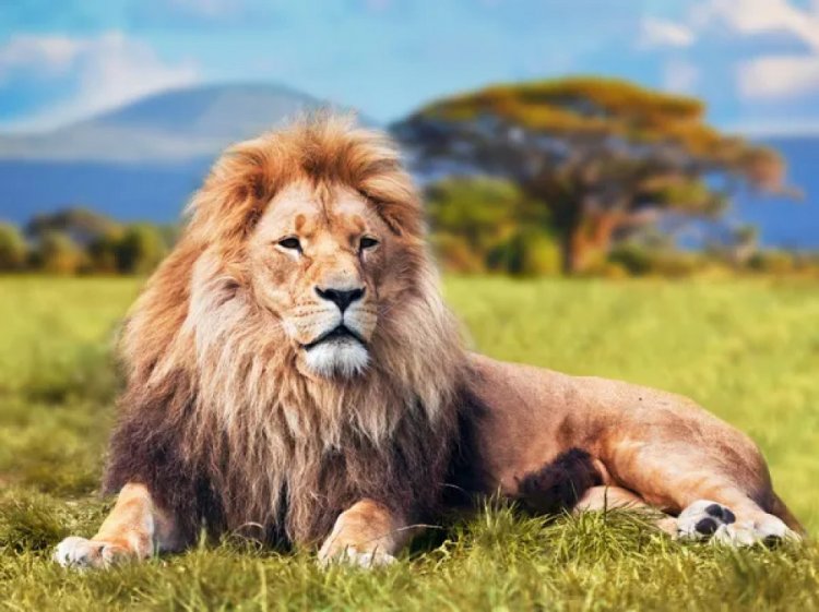 Rubbing shoulders with the king of the jungle at Lion and Cheetah Park, Zimbabwe